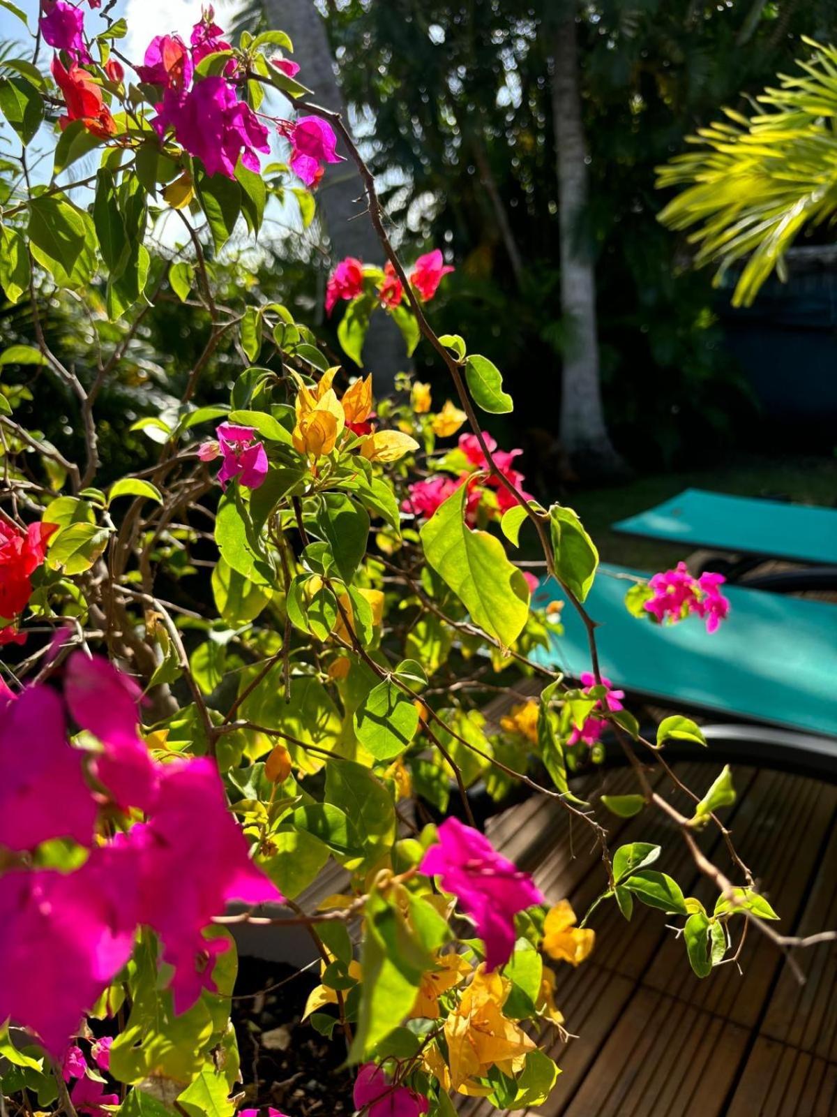 Le Petit Havre Tropical Guadeloupe, Gite, Massages & Spa Сен Франсоа Екстериор снимка