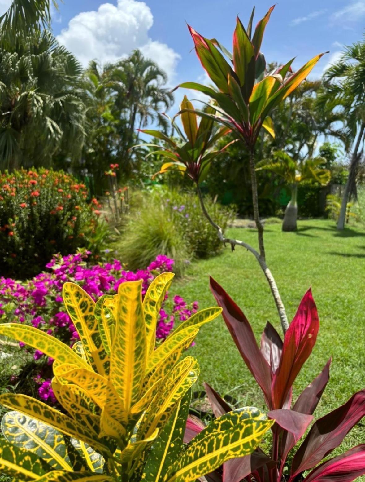 Le Petit Havre Tropical Guadeloupe, Gite, Massages & Spa Сен Франсоа Екстериор снимка