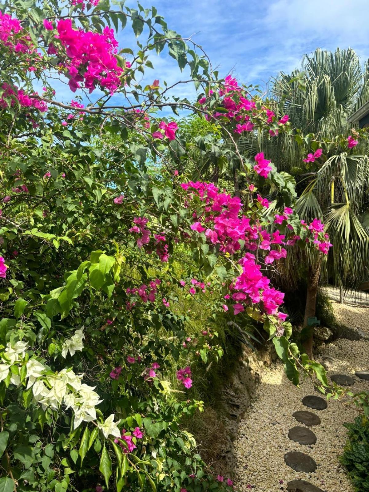 Le Petit Havre Tropical Guadeloupe, Gite, Massages & Spa Сен Франсоа Екстериор снимка